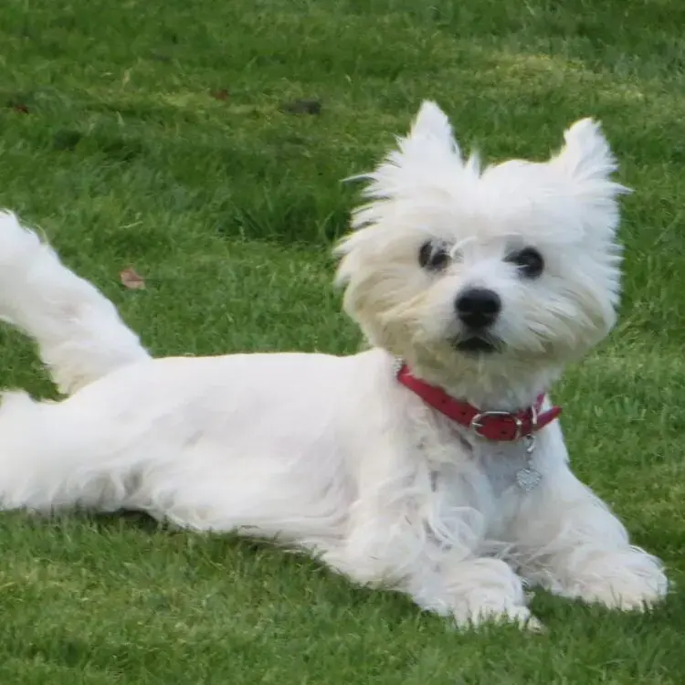 West Highland White Terrier