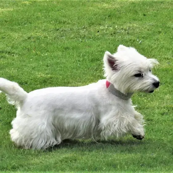 West Highland White Terrier