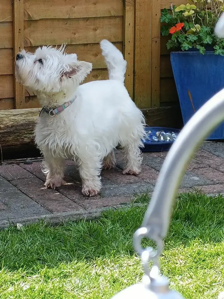 West Highland White Terrier