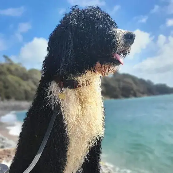 Bernedoodle