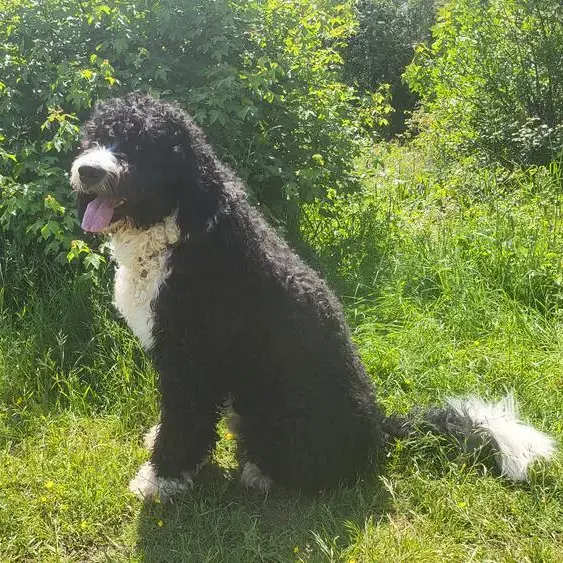 Bernedoodle