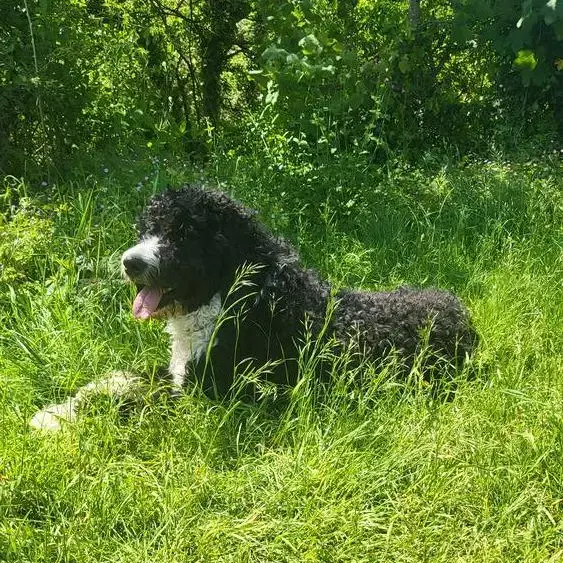 Bernedoodle