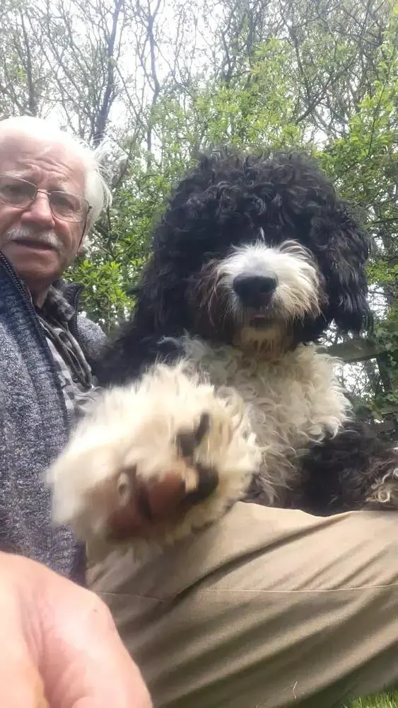 Bernedoodle