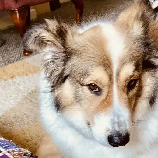 Collie (Rough)