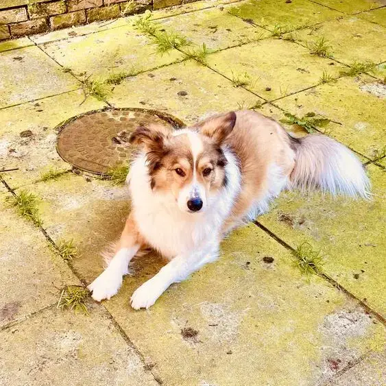Collie (Rough)