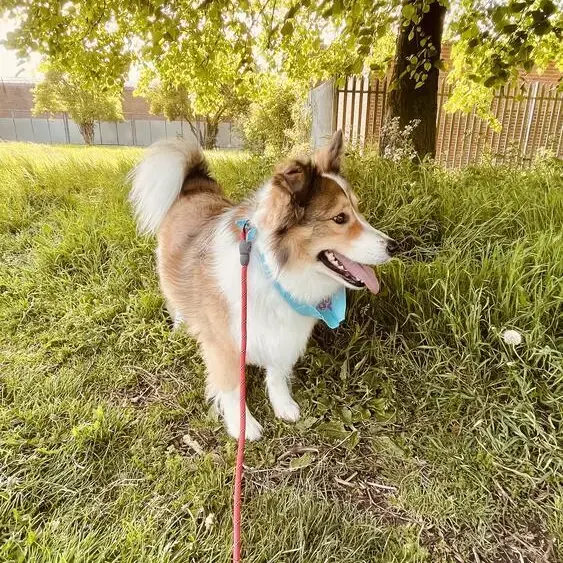Collie (Rough)