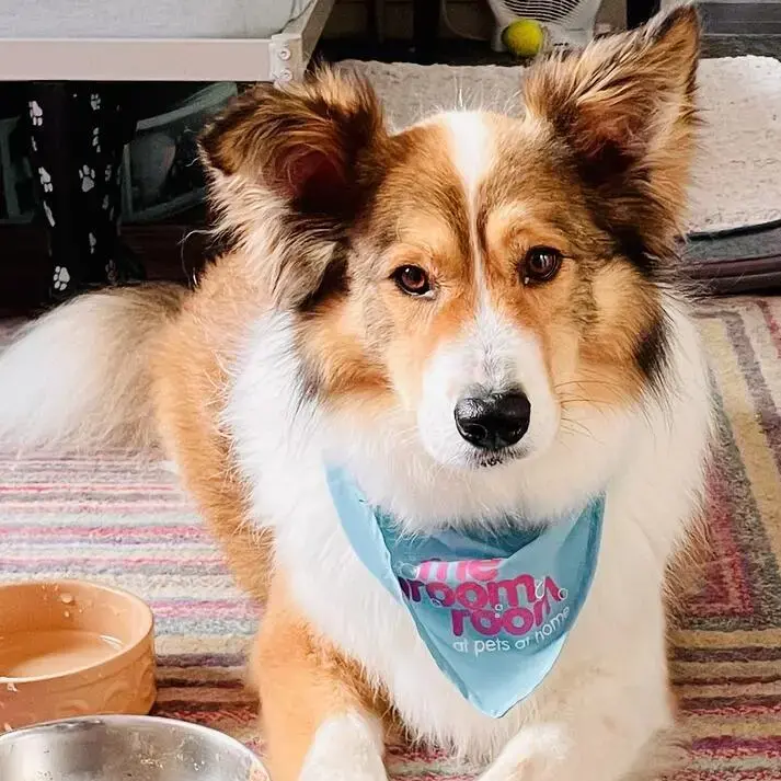 Collie (Rough)