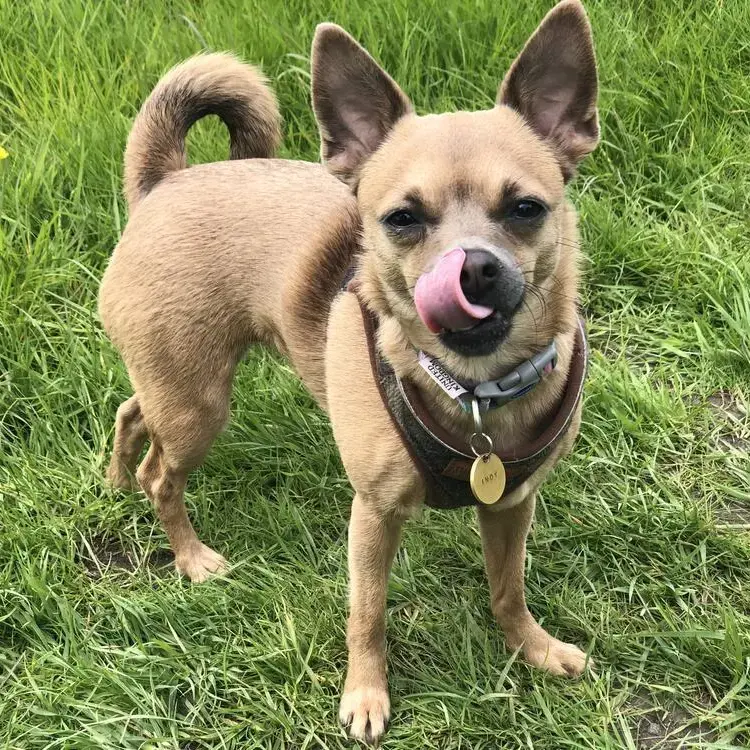 Chihuahua (Smooth Coat)