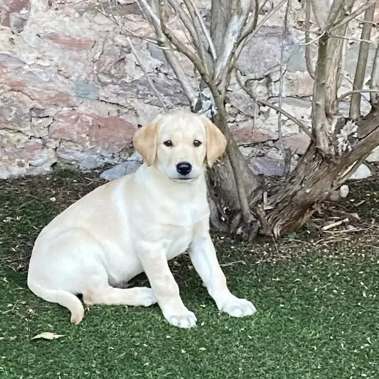 Labrador Retriever