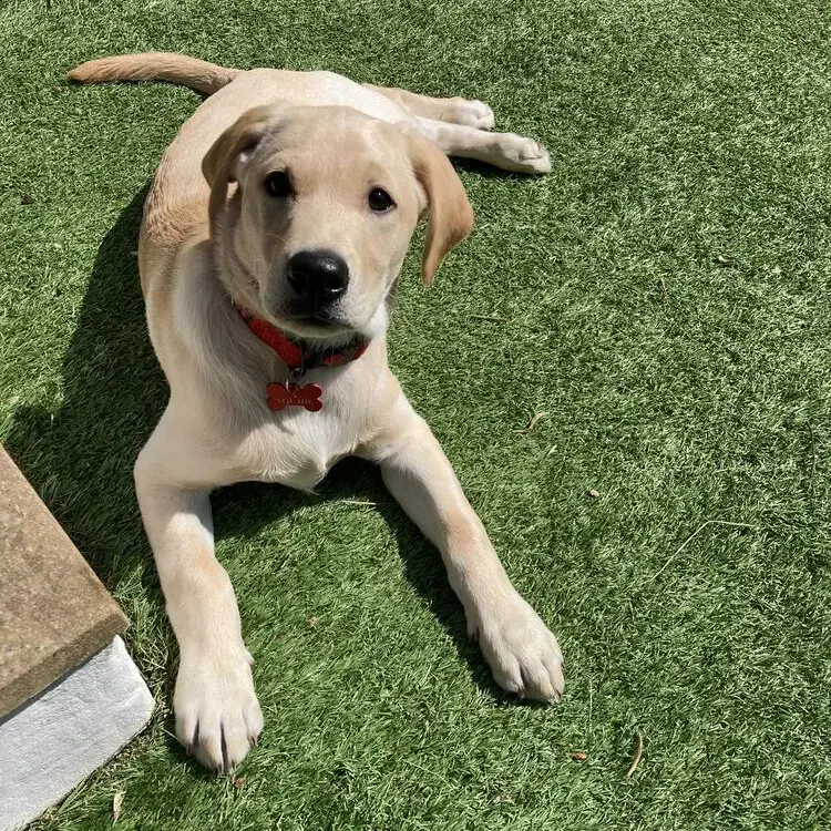 Labrador Retriever