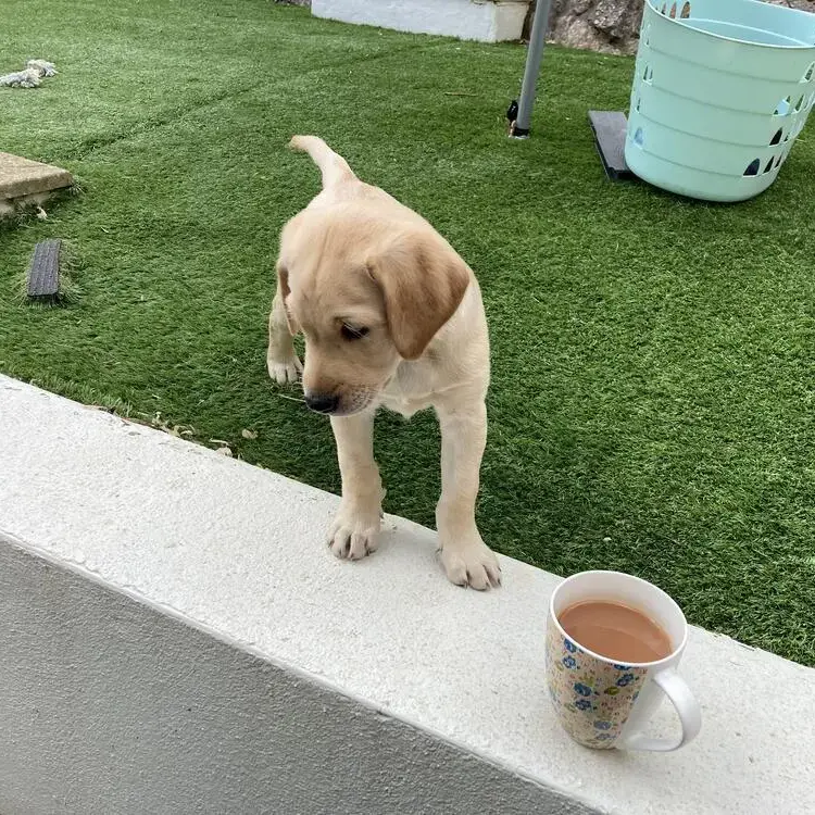Labrador Retriever