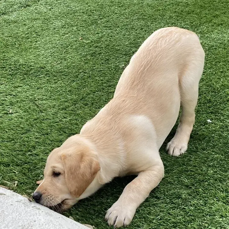 Labrador Retriever