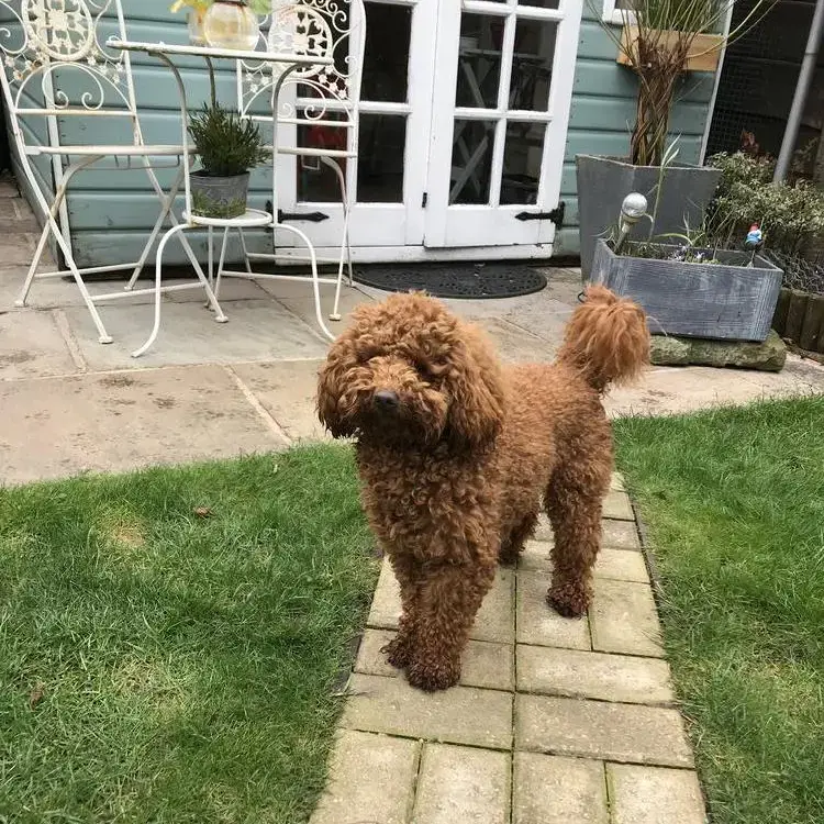Poodle (Toy)