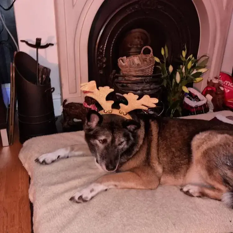 Siberian Husky