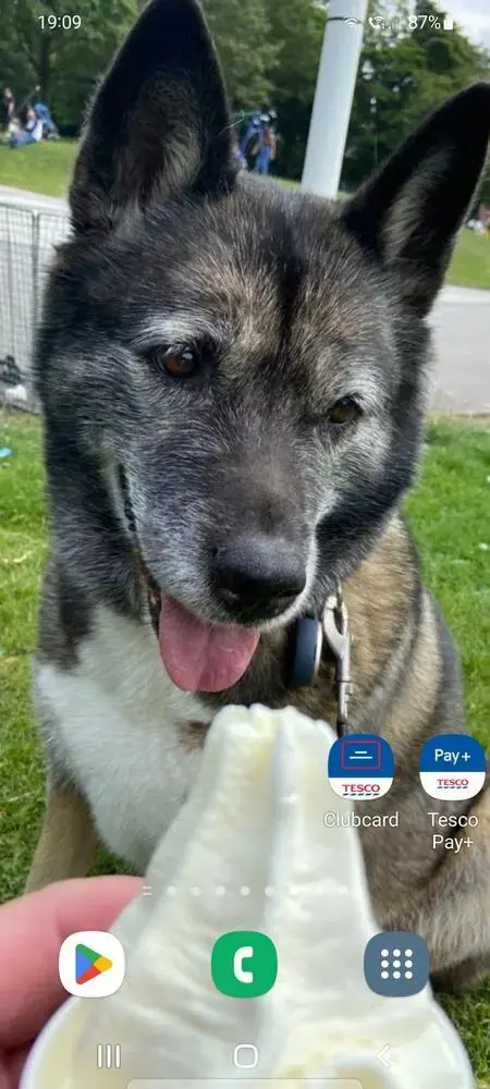 Siberian Husky
