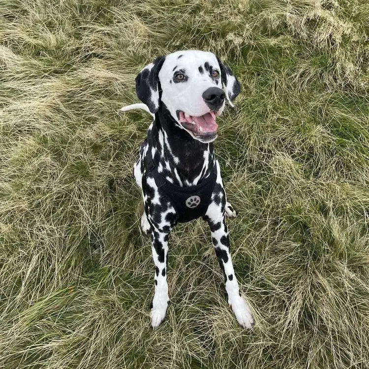 Dalmatian