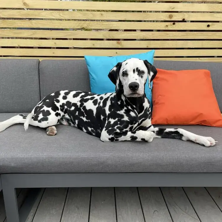 Dalmatian