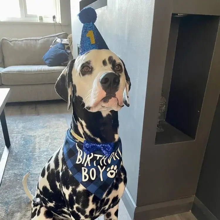 Dalmatian