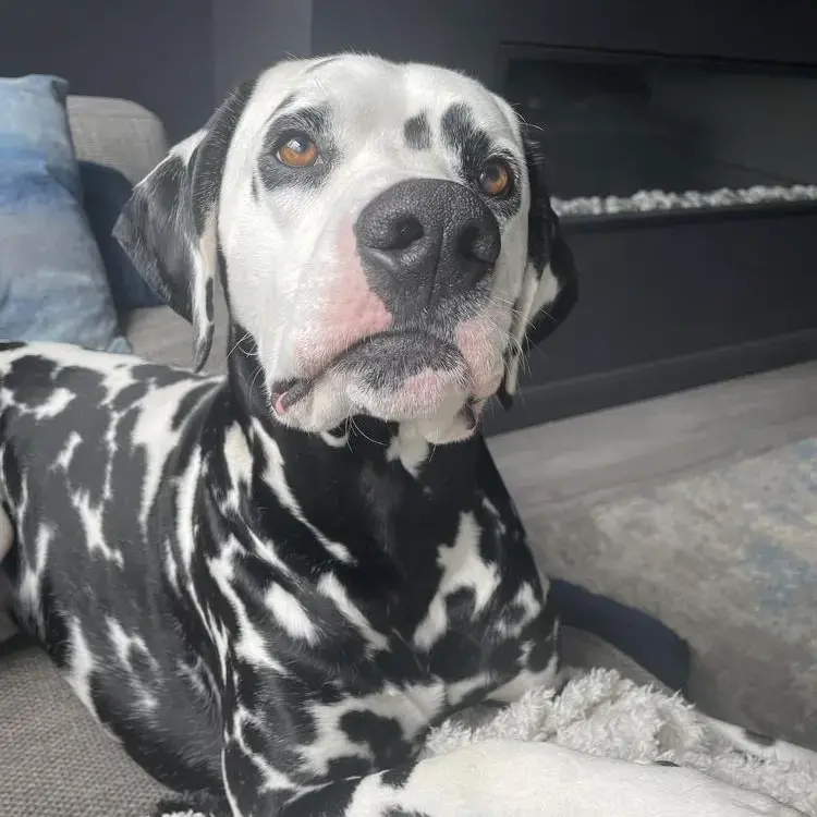 Dalmatian
