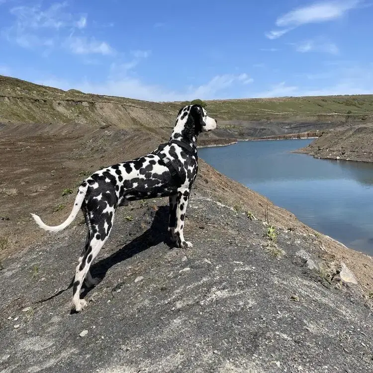 Dalmatian