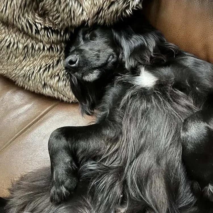 Cocker Spaniel (English)