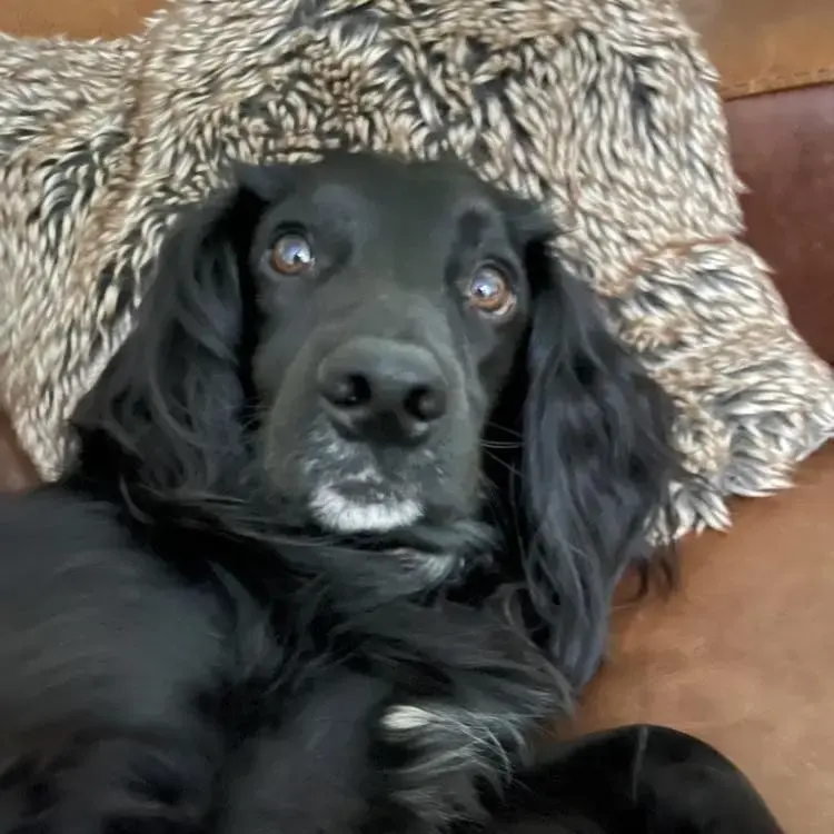 Cocker Spaniel (English)