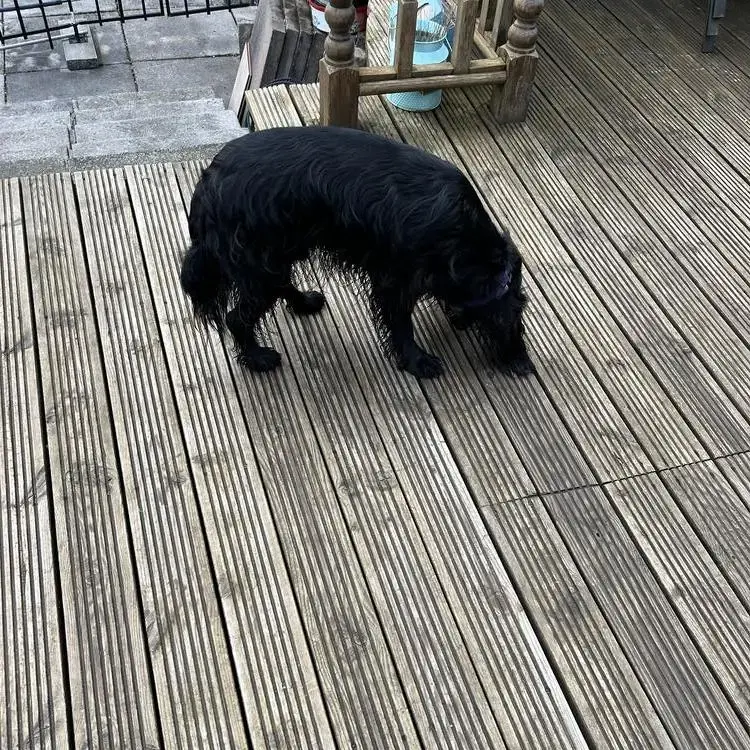 Cocker Spaniel (English)