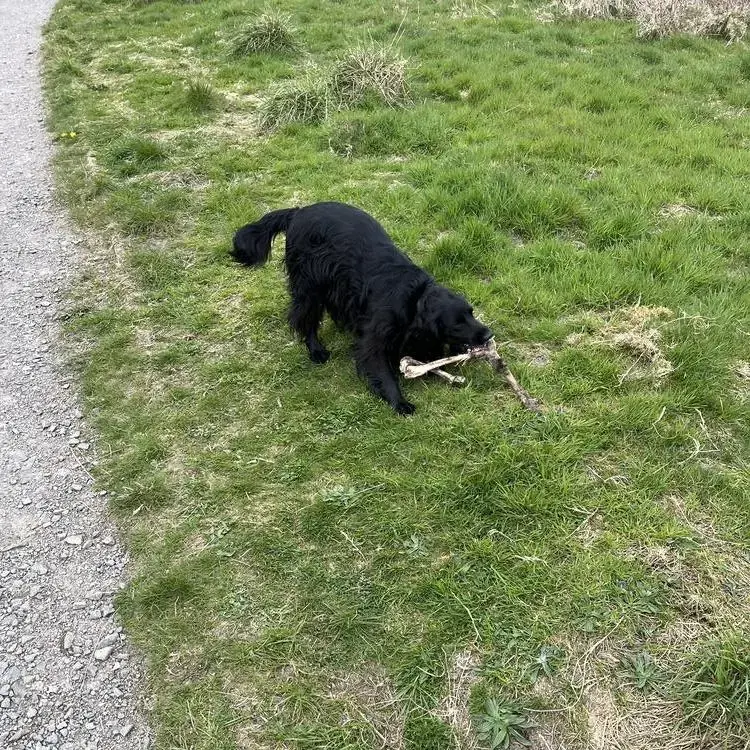 Cocker Spaniel (English)