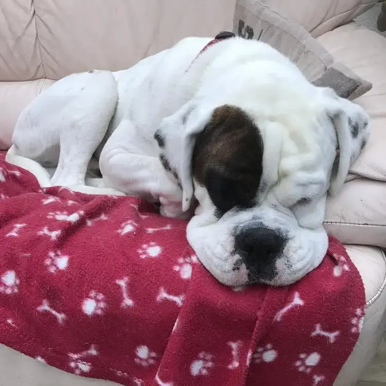 Boxer
