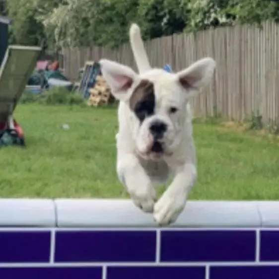 Boxer