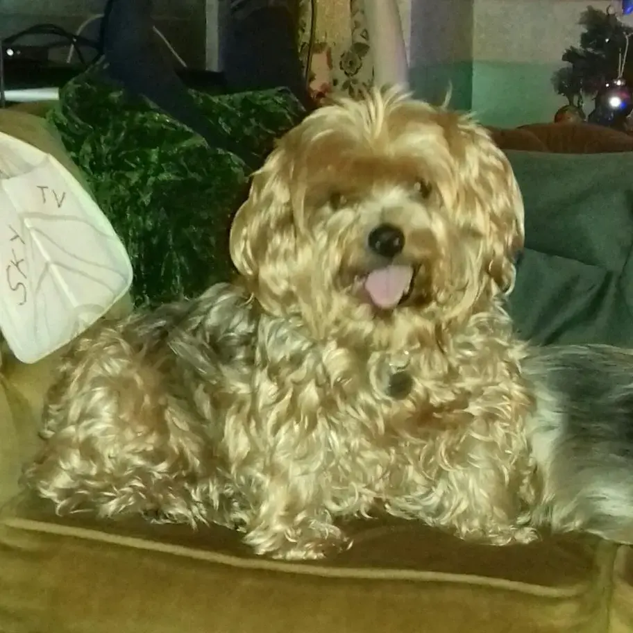 Yorkshire Terrier