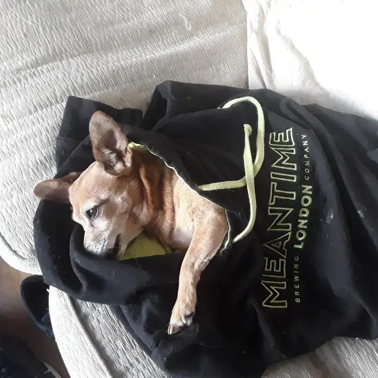 Jack Russell Terrier