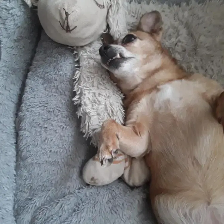 Jack Russell Terrier