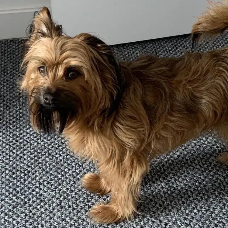 Yorkshire Terrier
