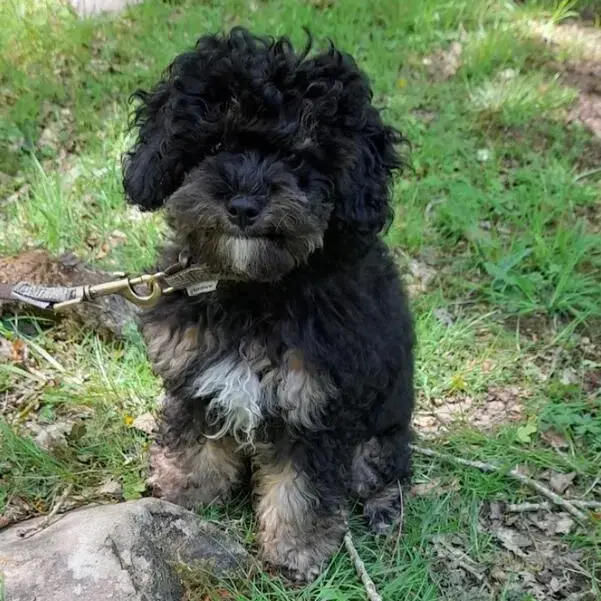 Poodle (Miniature)