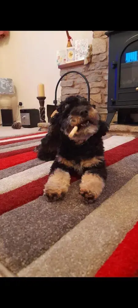 Poodle (Miniature)