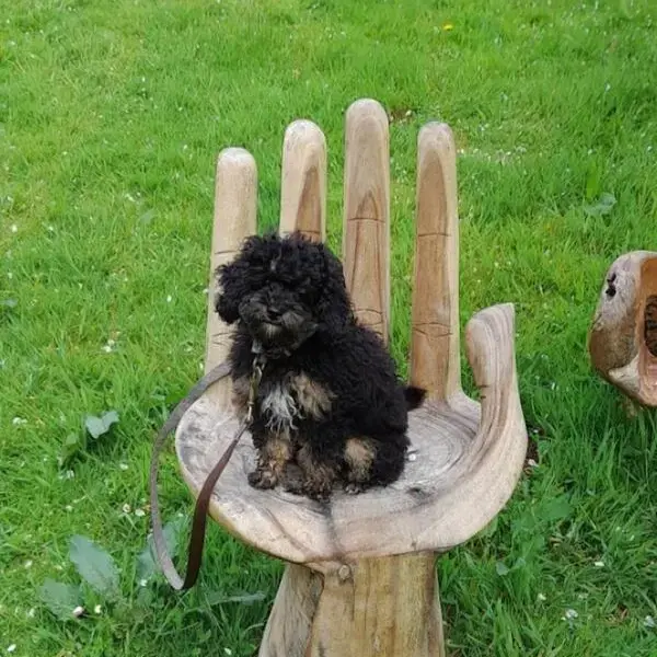 Poodle (Miniature)