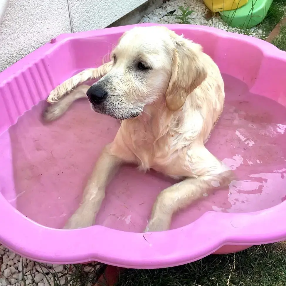 Golden Retriever