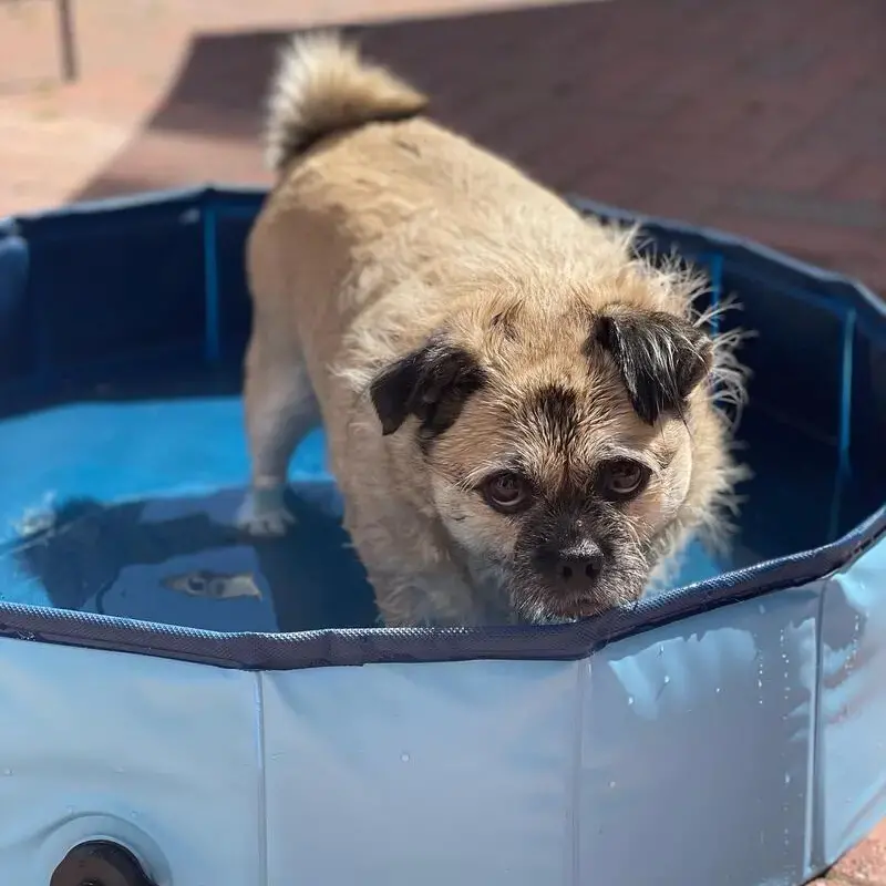 Pug