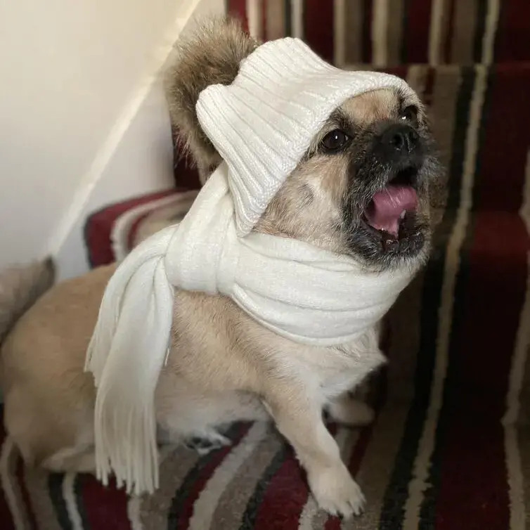 Pug