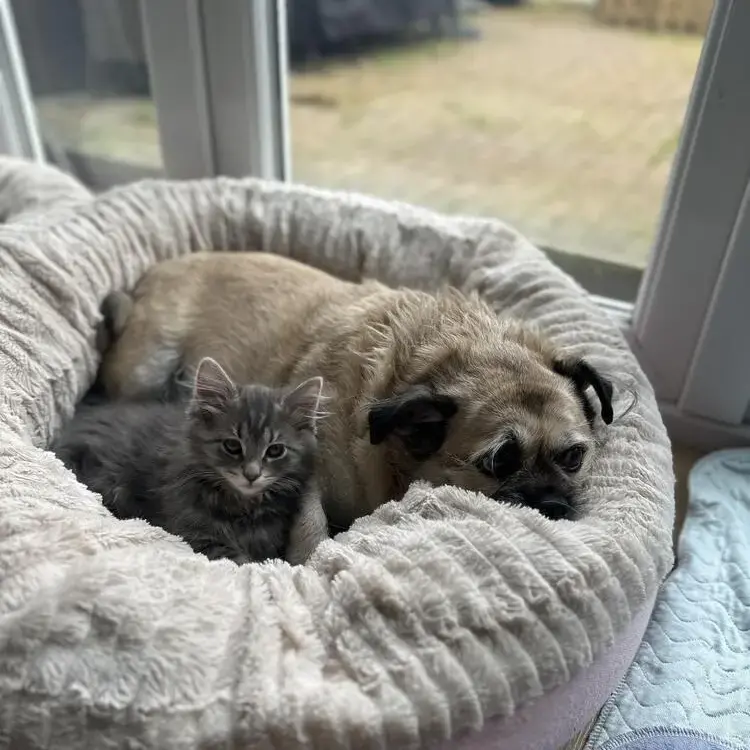 Pug