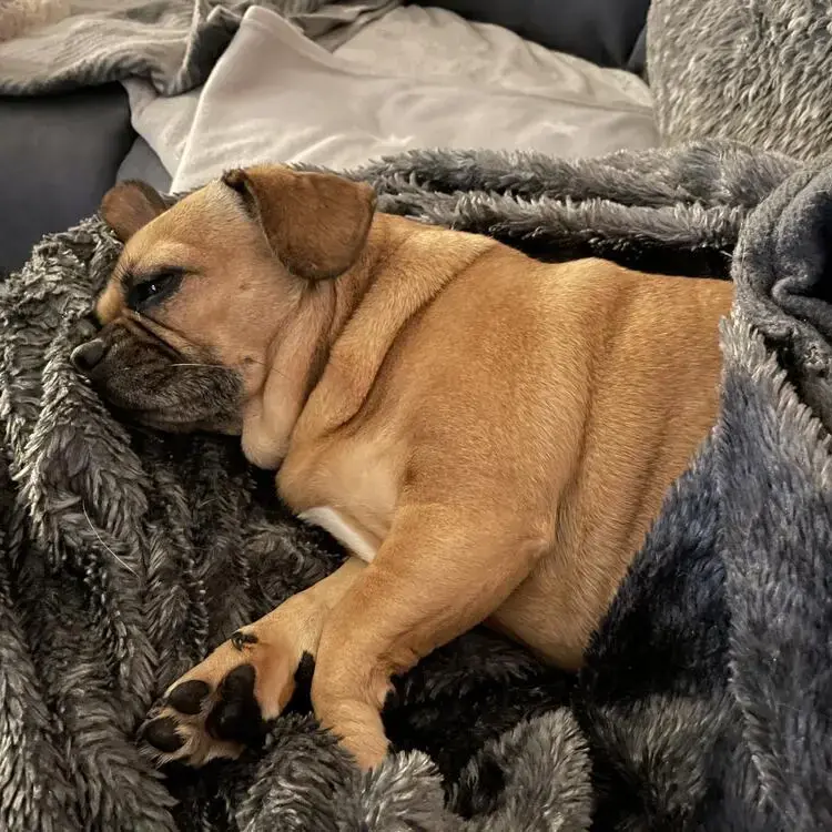 French Bulldog