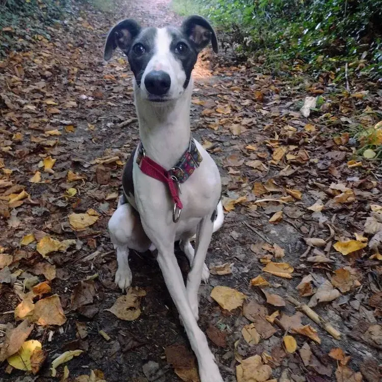 Whippet
