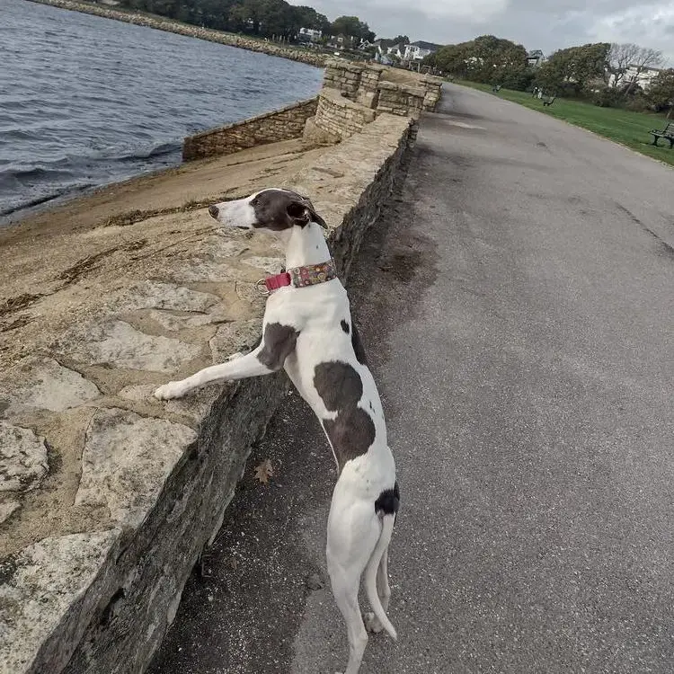 Whippet