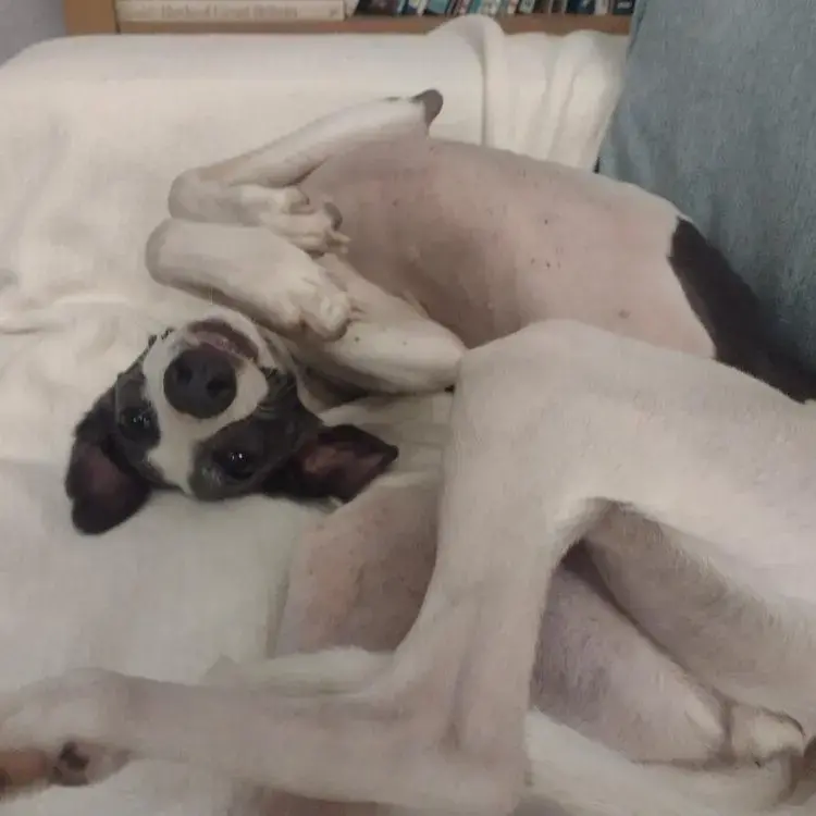 Whippet