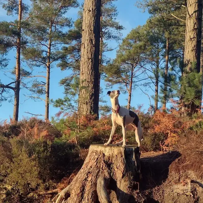 Whippet