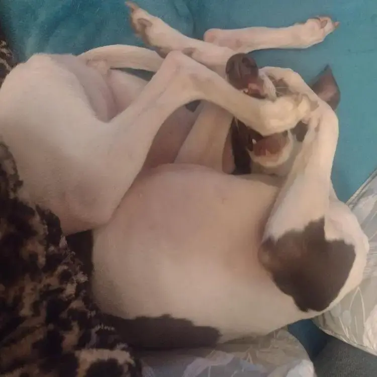 Whippet