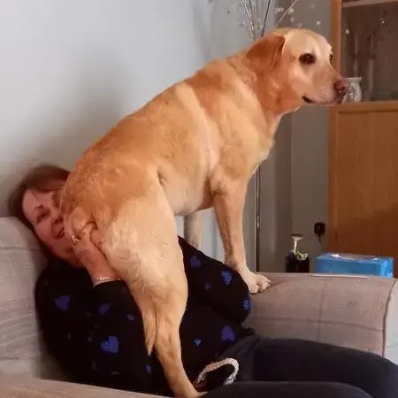 Labrador Retriever