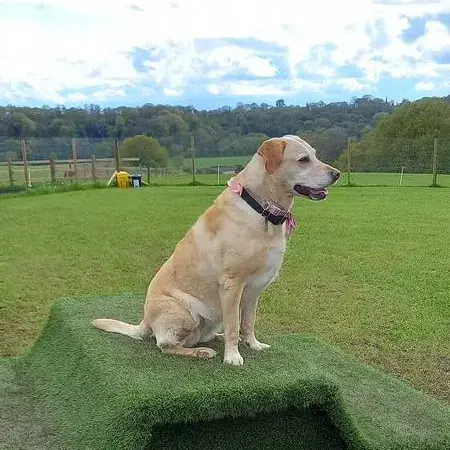 Labrador Retriever