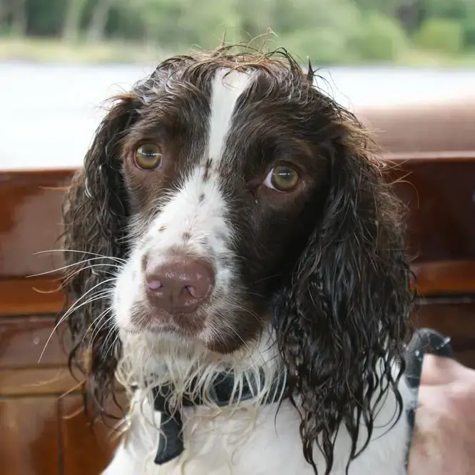 English Springer Spaniel